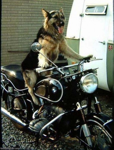 Motorcycle_Dog.jpg